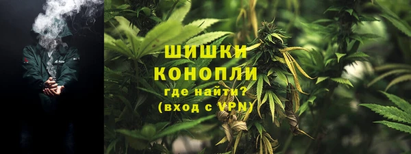 сатива Покачи